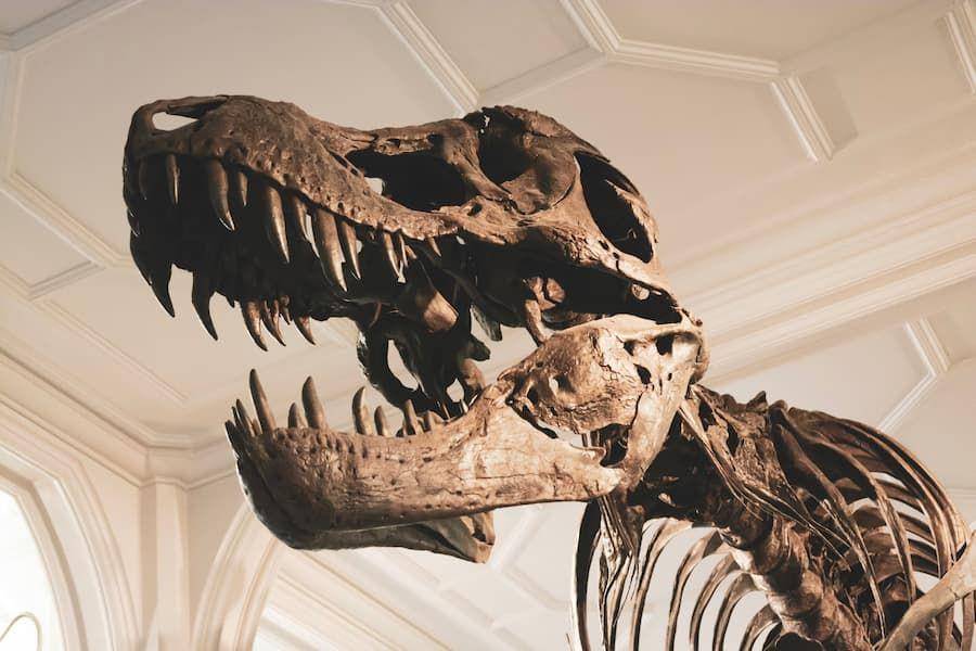 ilustrasi fosil dinosaurus (unsplash.com/Jon Butterworth)