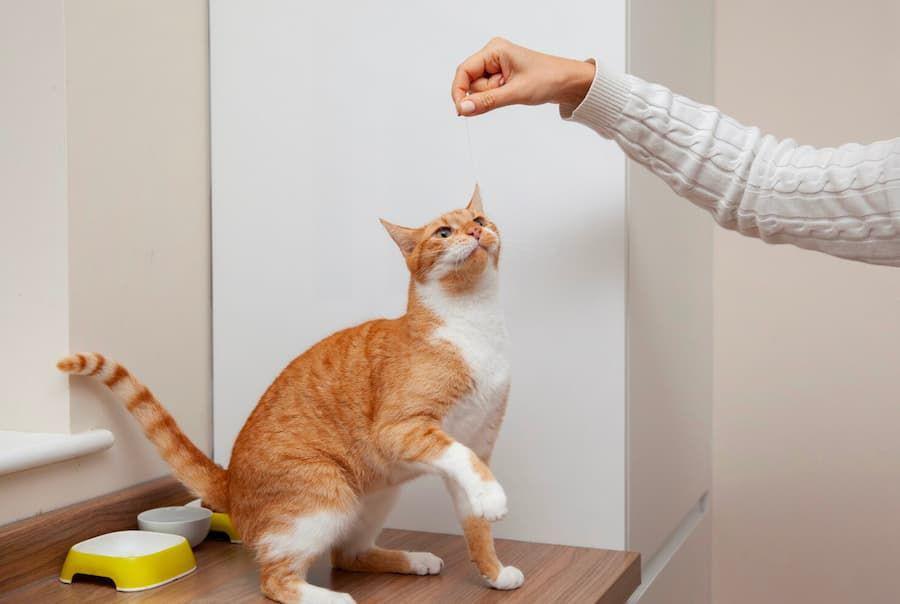 Cara Melatih Kucing Bersalaman, Lakukan Berulang dan Sabar!