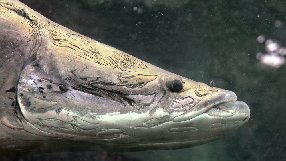 6 Ikan Invasif yang Berbahaya bagi Ekosistem Indonesia, Merugikan!