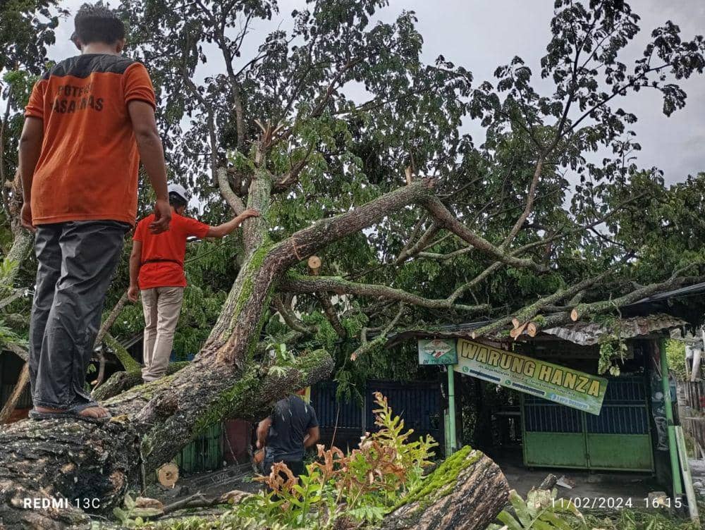 Pohon tumbang akibat cuaca ekstrem di Lombok Timur, Minggu (11/2/2024). (dok. BPBD)