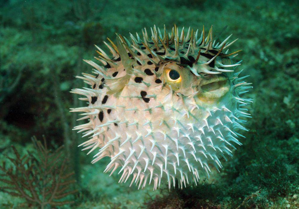 ilustrasi ikan buntal (cdn.the-scientist.com)