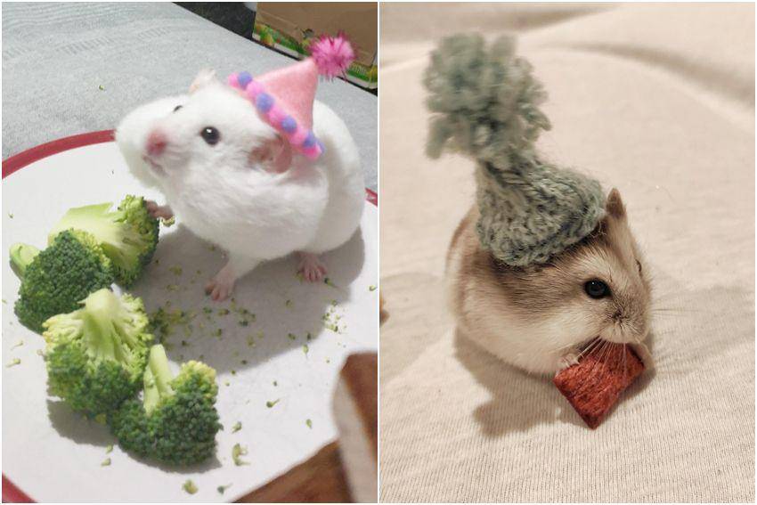 kolase potret gemas hamster pakai topi (reddit.com/user/EmmaLou112 | reddit.com/user/ingasofie)