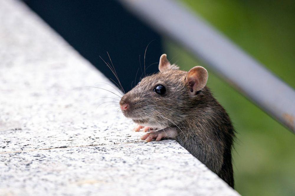 Pemkot Surakarta Bantah ada Warga Solo Meninggal Karena Leptospirosis