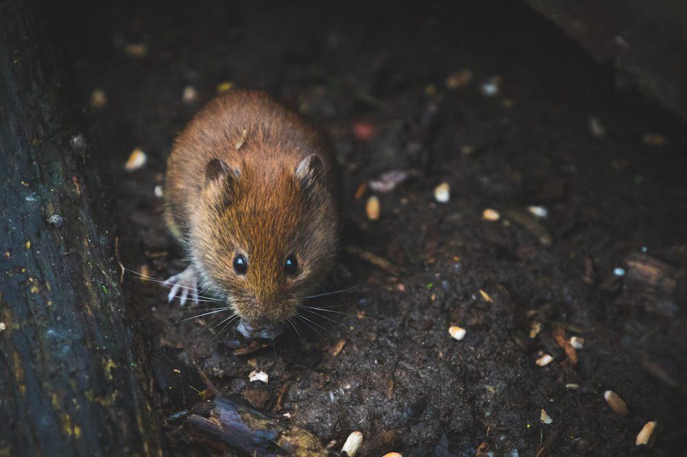 6 Sebab Tikus Menyerbu Rumah, Banyak Celah dan Lingkungan Kotor