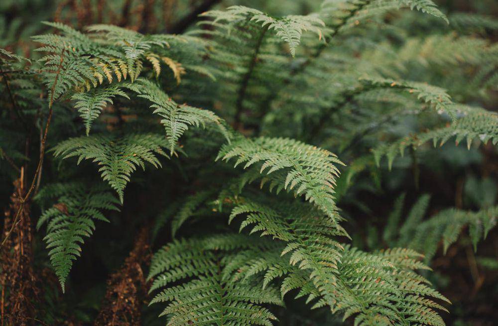 pohon pakis di hutan (pexels.com/Ellie Burgin)