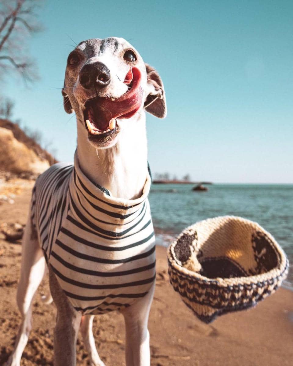 momen sebelum kejadian topi jatuh (reddit.com/user/WhippetBowie)