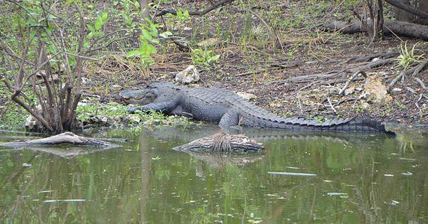 5 Fakta American Alligator, Reptil yang Suka Hidup Menyendiri!