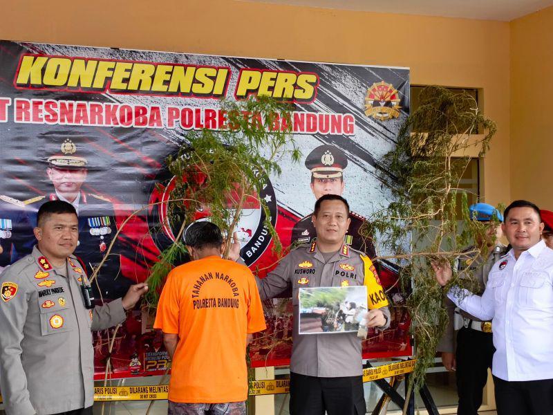 Lansia di Majalaya Tanam 20 Pohon Ganja di Pekarangan Rumah
