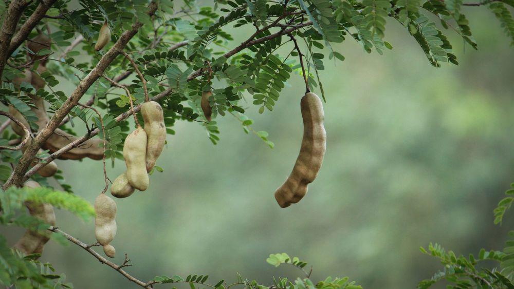 10 Tips Memilih Asam Jawa Berkualitas, Perhatikan Aroma dan Tekstur!