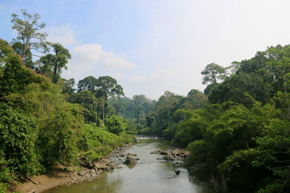 ilustrasi hutan Kalimantan (unsplash.com/Polina Koroleva)