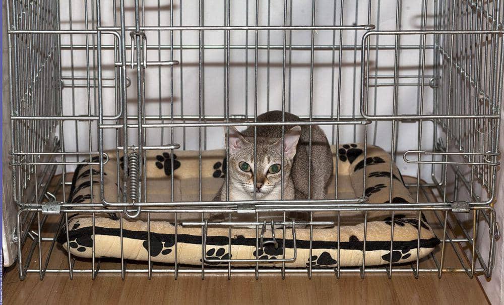 6 Fakta Kucing Singapura, Jadi Maskot Pariwisata