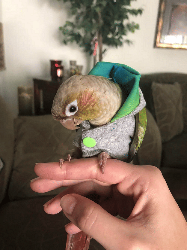 potret burung memakai hoodie (reddit.com/S2keepup)