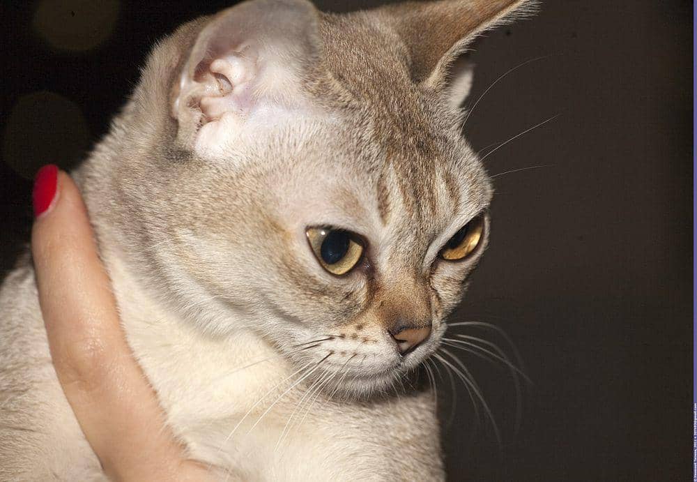 Kucing Singapura (commons.wikimedia.org/Nickolas Titkov)