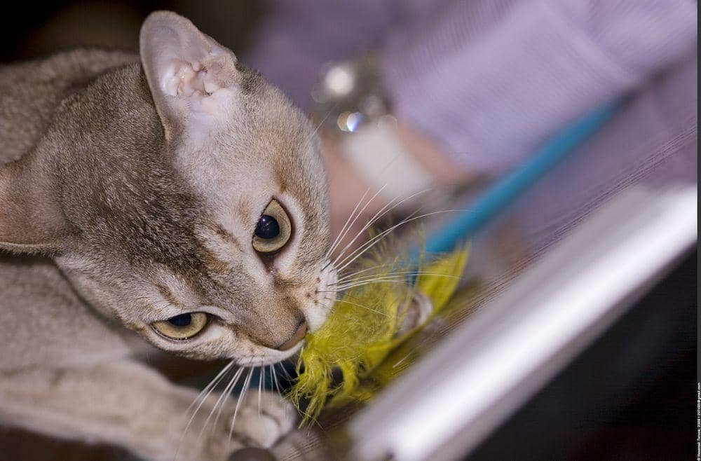 Kucing Singapura (commons.wikimedia.org/Nickolas Titkov)