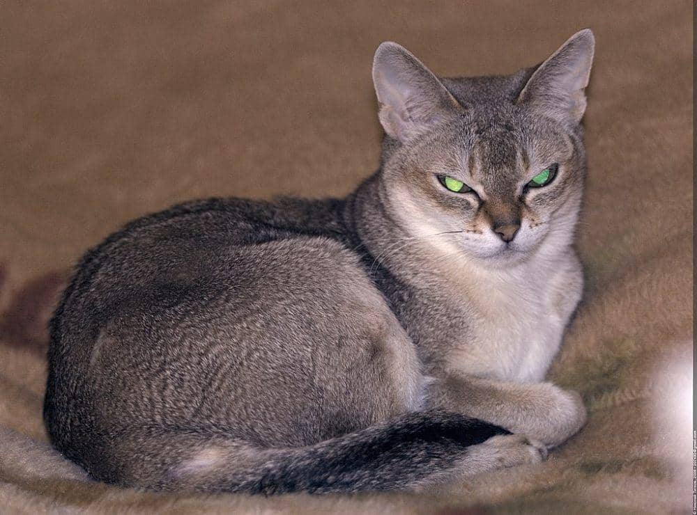 Kucing Singapura (commons.wikimedia.org/Nickolas Titkov)