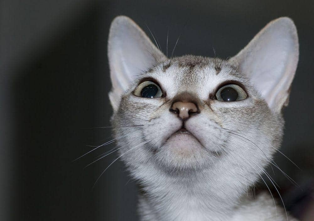 Kucing Singapura (commons.wikimedia.org/Nickolas Titkov)