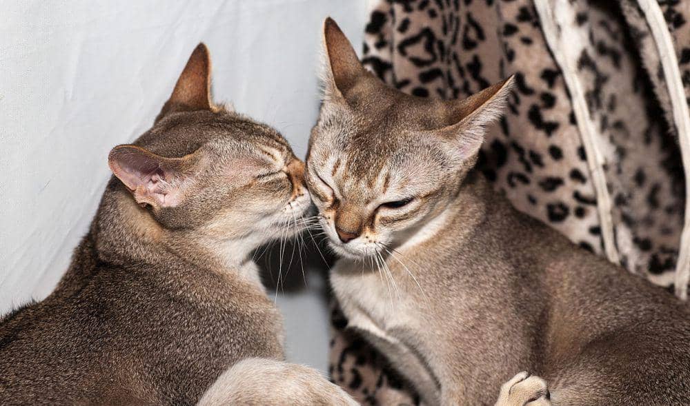 Dua kucing Singapura (commons.wikimedia.org/Nickolas Titkov)