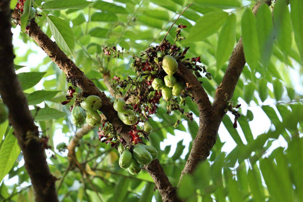 ilustrasi belimbing wuluh (pixabay.com/ElenzaPhotography)