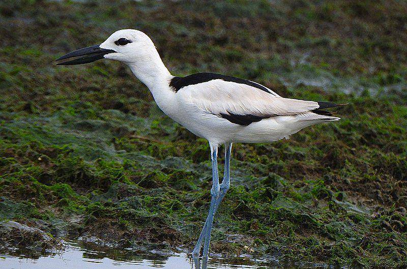 burung cerek kepiting atau crab plover di habitat aslinya (commons.wikimedia.org/afsarnayakkan)