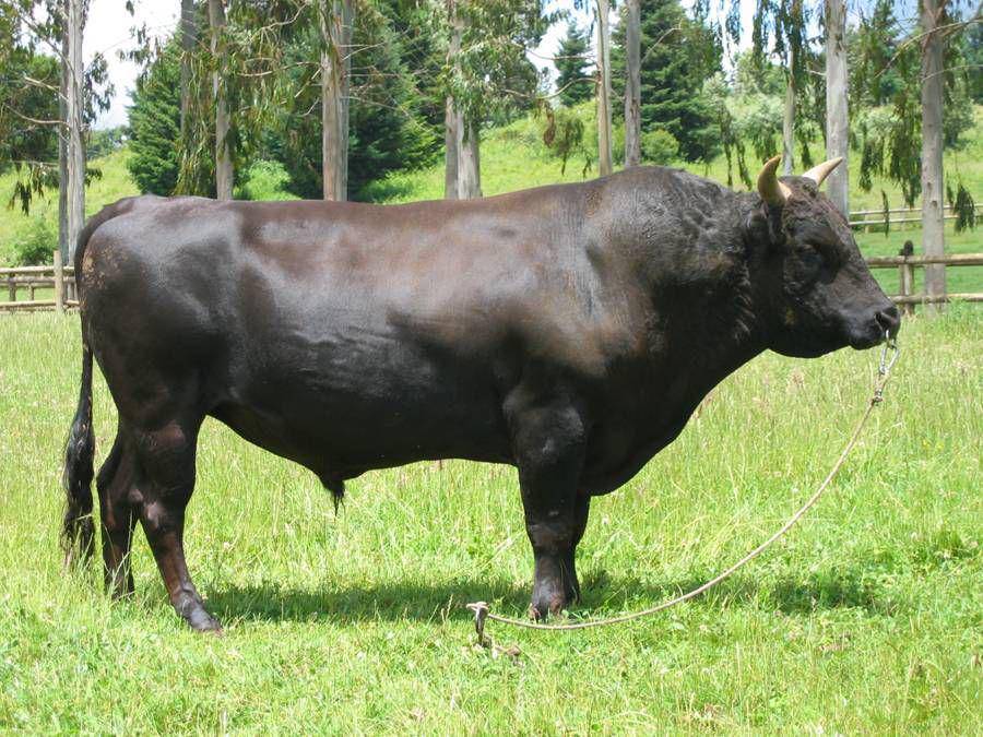 ilustrasi sapi rambut hitam (commons.wikimedia.org/Fernando_Hartwig)
