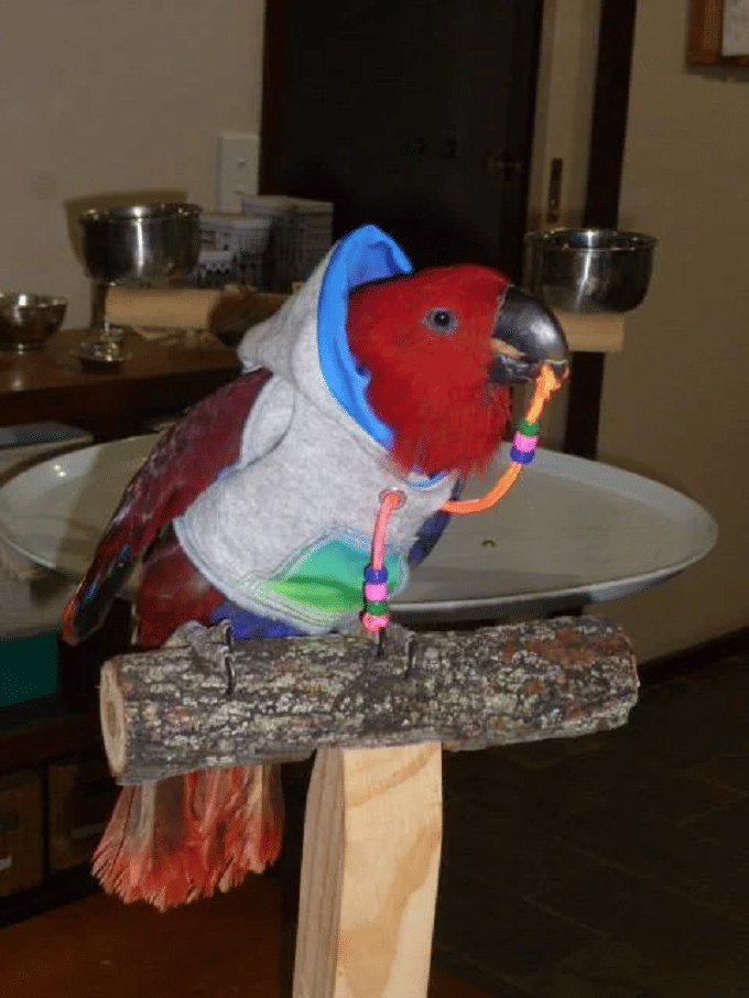 potret burung memakai hoodie (reddit.com/sarkule)
