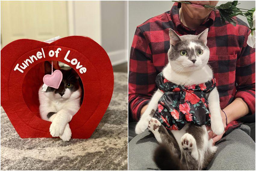 10 Potret Kucing Merayakan Valentine, Gemasnya Kelewatan!