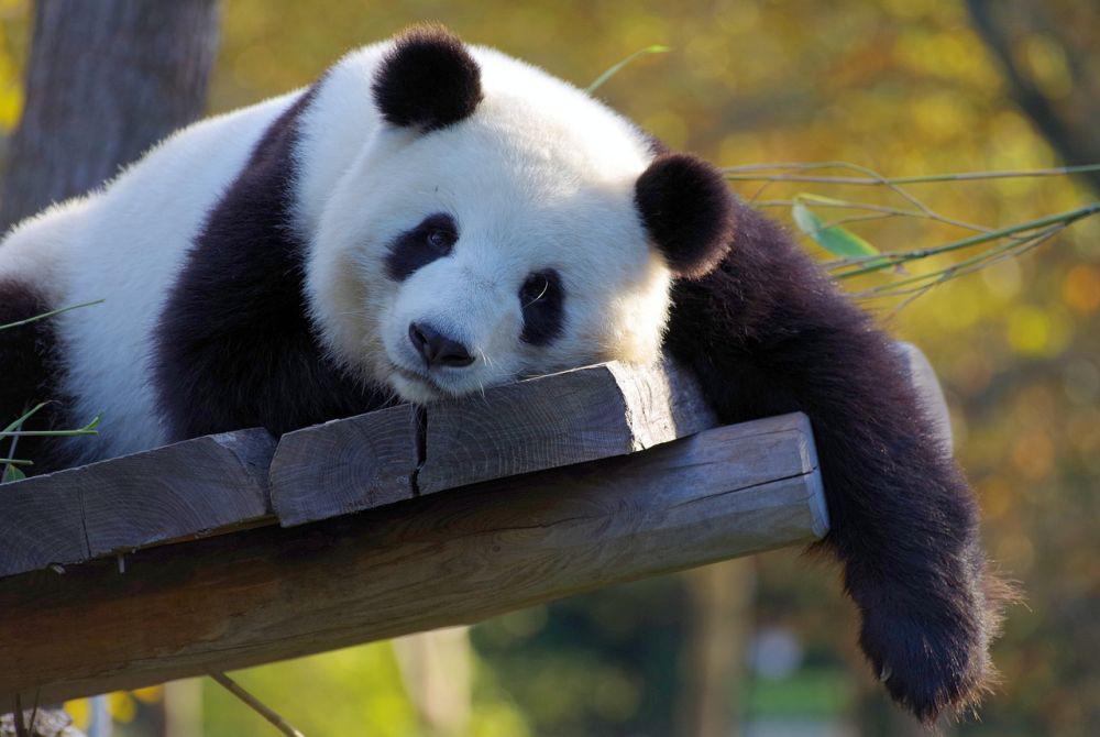 Bisakah Panda Makan Daging?