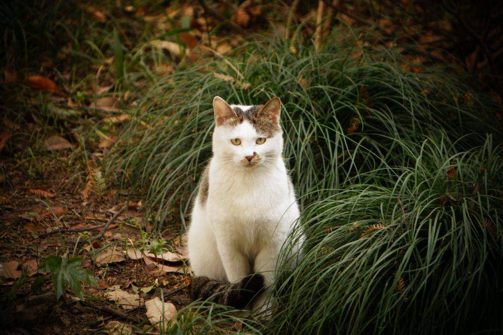 ilustrasi kucing outdoor (pexels.com/楠 孙)