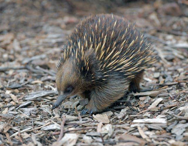 Potret hewan Echidna (pexels.com/Chen Te)