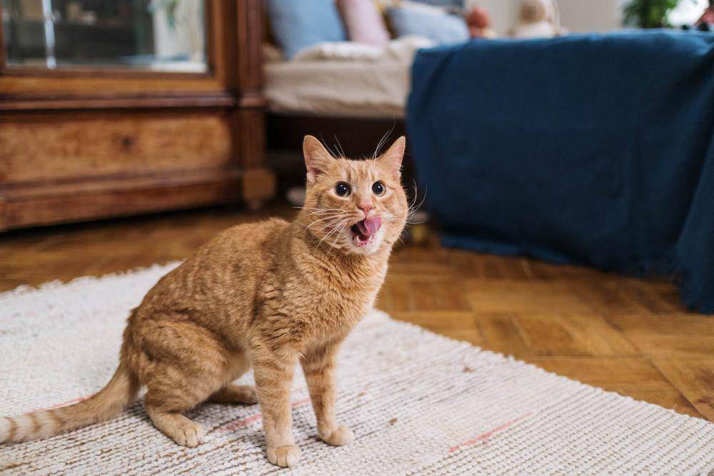 ilustrasi kucing indoor (pexels.com/cottonbro studio)