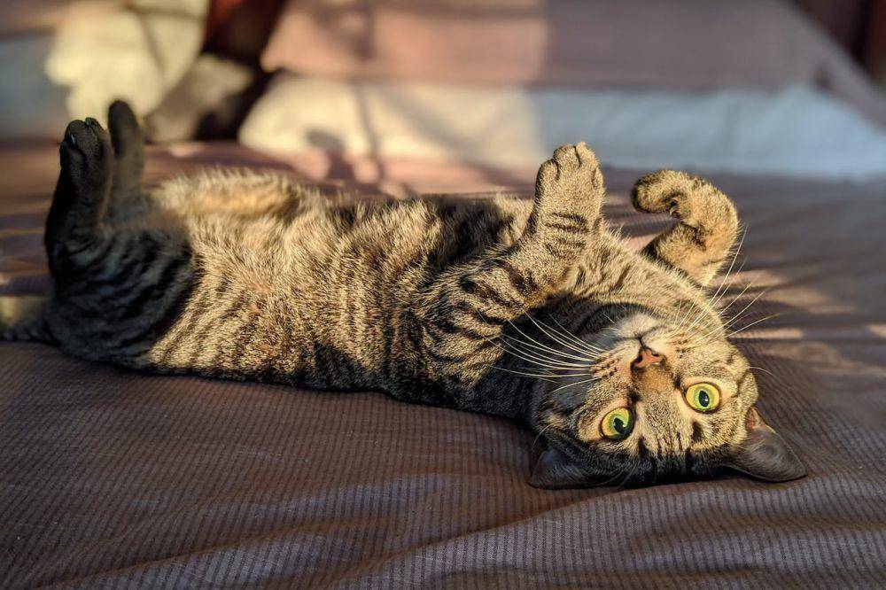 ilustrasi kucing yang sedang bermain (pexels.com/Dennis Perreault)