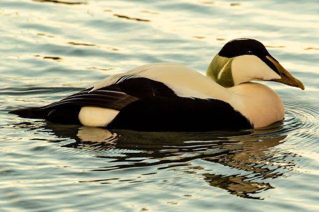 Potret hewan Eider (Pexels.com/Ian Woods)