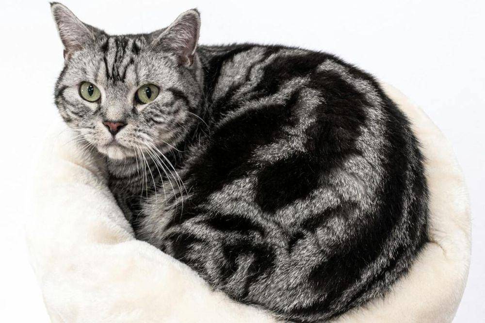 ilustrasi kucing american shorthair (pexels.com/Petrebels)