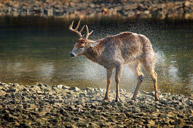 Potret hewan Elk (pixabay.com/Pixabay)