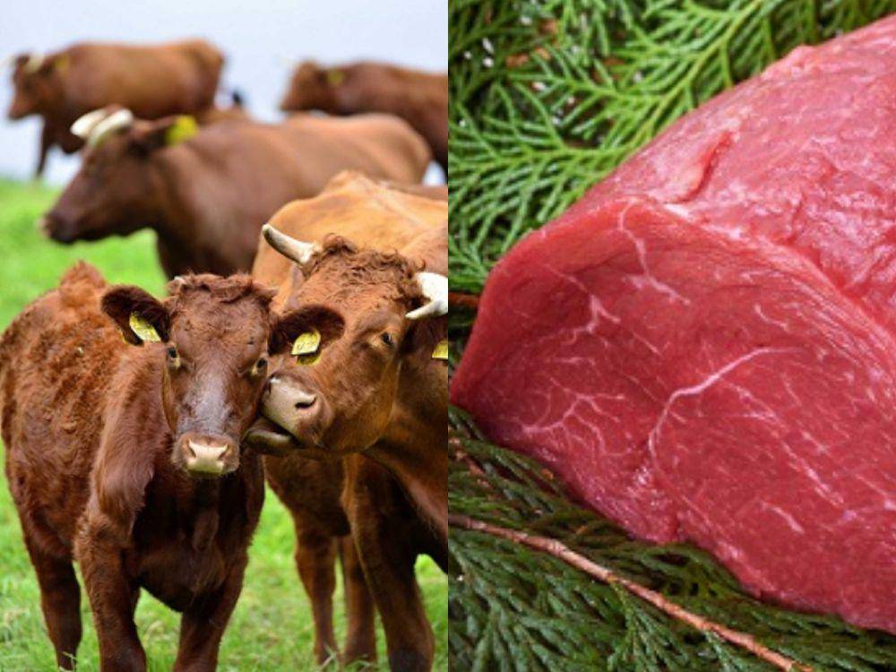 ilustrasi sapi tanduk pendek dan daging yang dihasilkan (Pemerintah Prefektur Iwate | pref.iwate.jp)