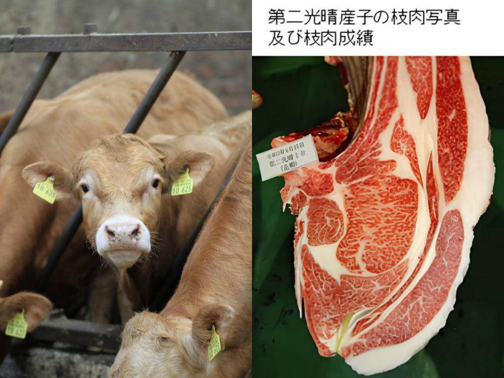 ilustrasi sapi rambut cokelat dan daging yang dihasilkan (pixabay.com/tomwieden | dok. Pemerintah Prefektur Kumamoto | agri-kumamoto.jp