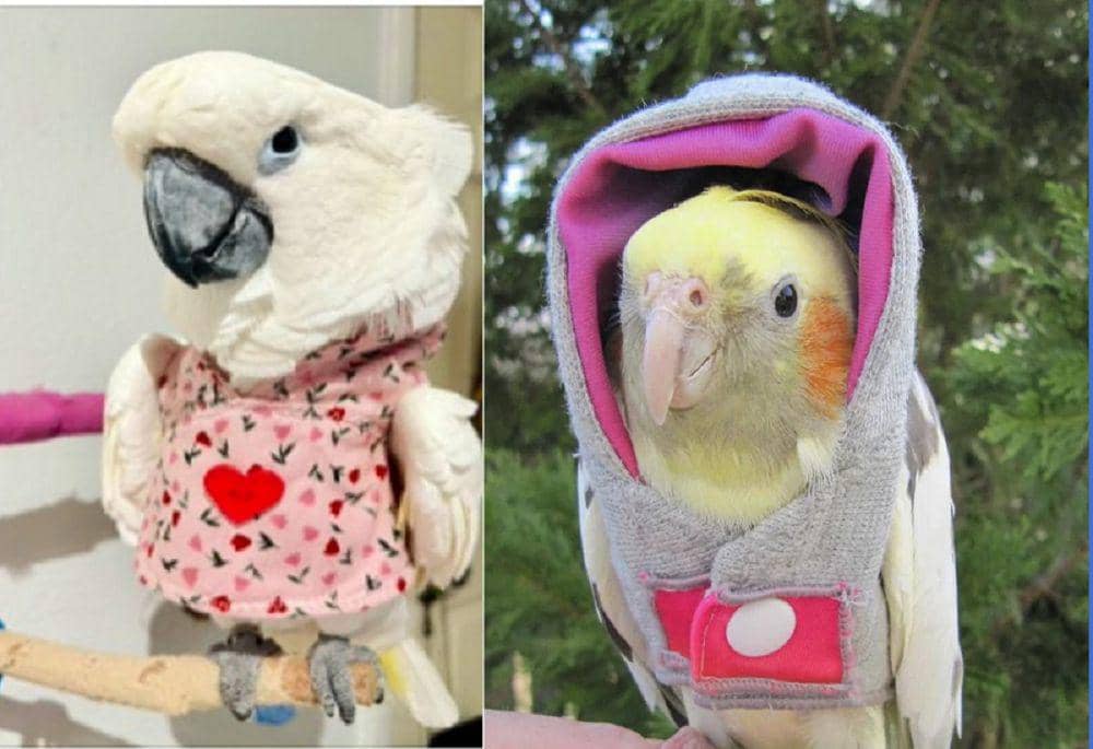 8 Potret Lucu Burung Memakai Hoodie Mini, Berani Tampil Beda Nih