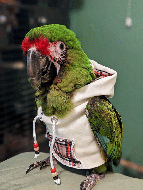 potret burung memakai hoodie (reddit.com/Ediferious)