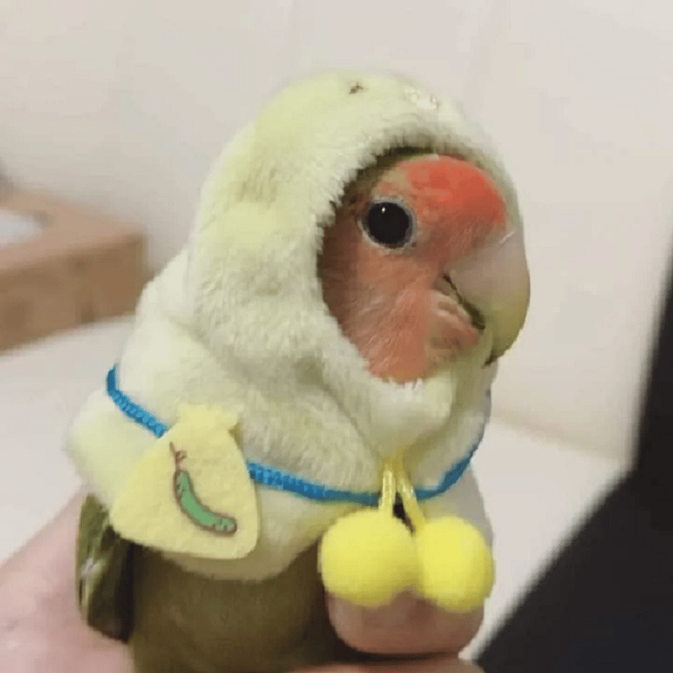 potret burung memakai hoodie (reddit.com/Anam_Cara)