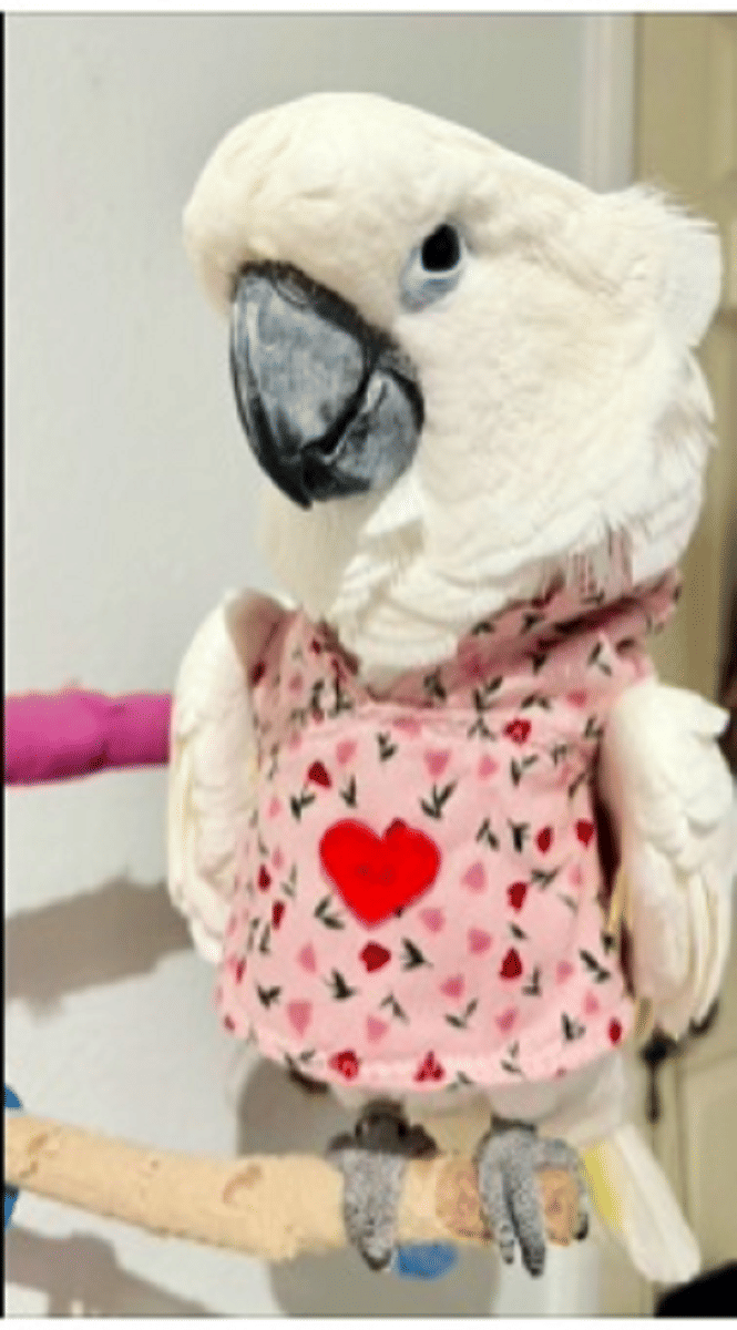 potret burung memakai hoodie (reddit.com/ImpossibleAerie5511)