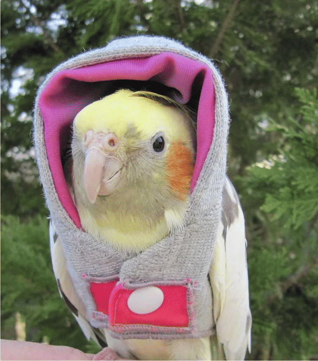 potret burung memakai hoodie (reddit.com/mozgotrah)