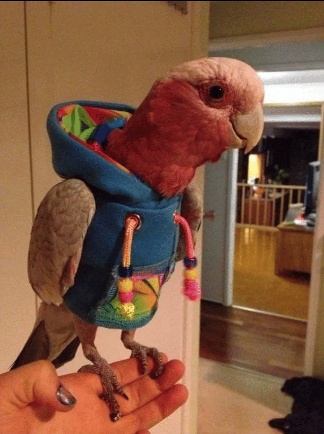 potret burung memakai hoodie (reddit.com/lucasavancini)