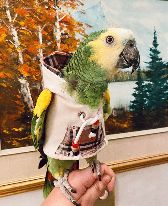 potret burung memakai hoodie (reddit.com/karly22)