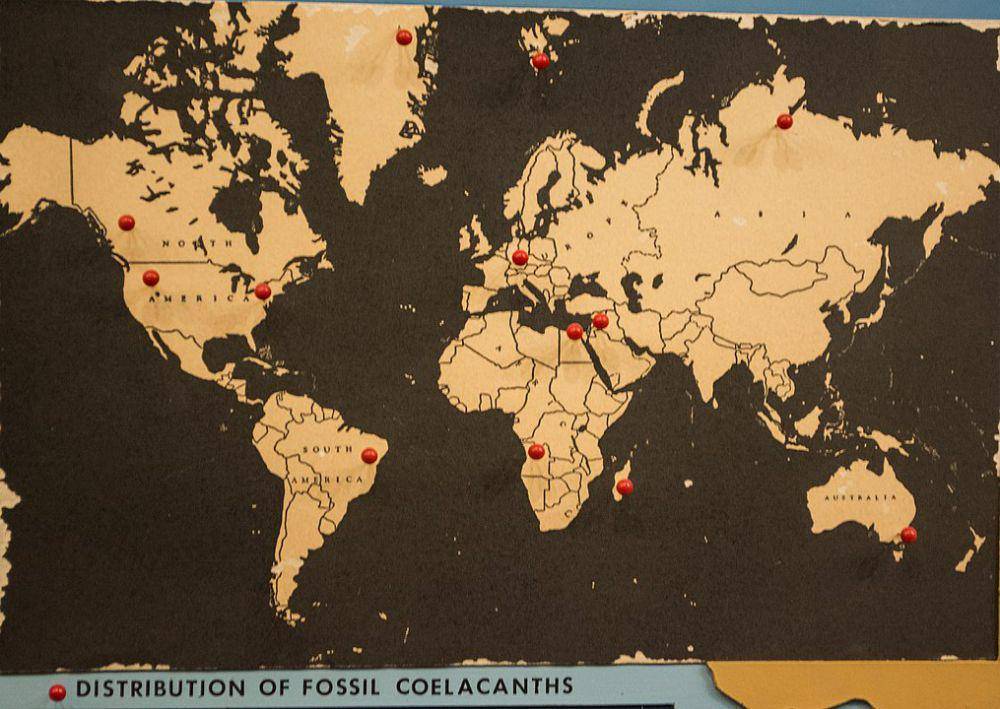 ilustrasi persebaran habitat coelacanth (Wikimedia Commons/Tim Evansion)