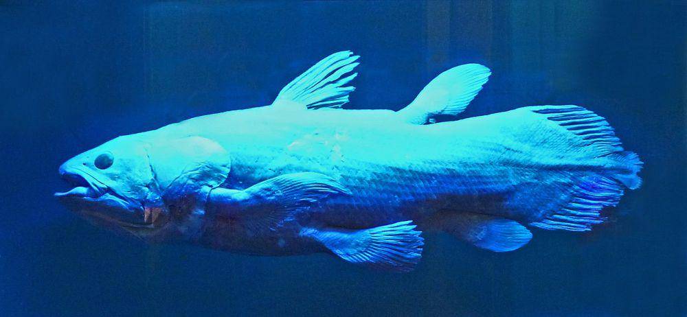 ilustrasi coelacanth (Wikimedia Commons/Ji-Elle)
