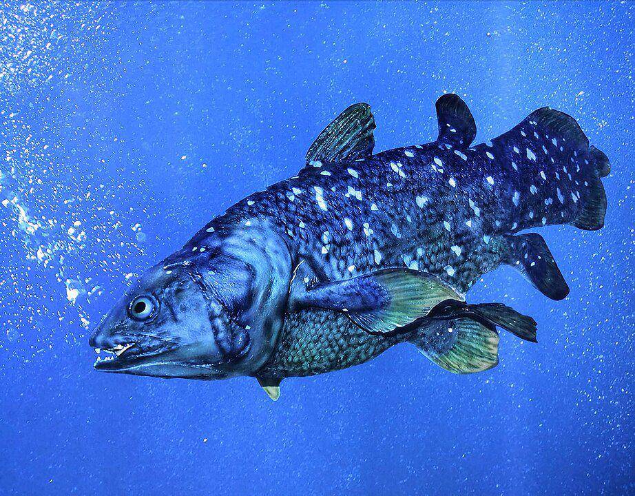 ilustrasi coelacanth (Wikimedia Commons/JaffaFalcon)