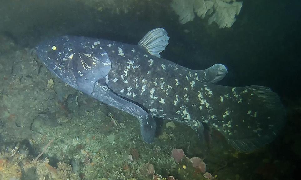 6 Fakta Coelacanth, Ikan Purba Zaman Dinosaurus yang Masih Hidup