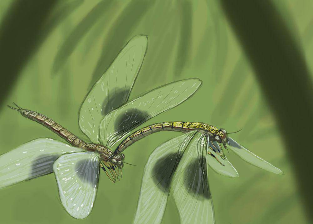 Ilustrasi Meganeura, salah satu arthropoda raksasa di periode karbon (twitter.com/Joschua Knüppe)
