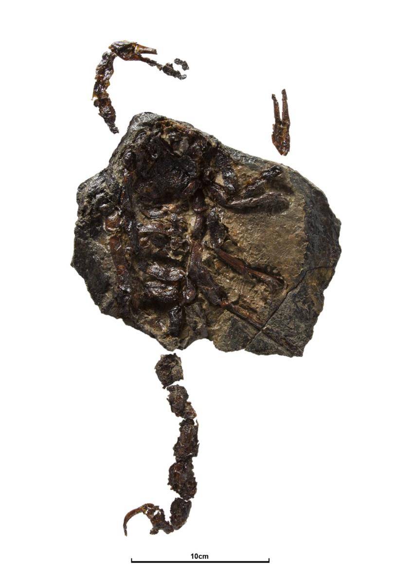 Fosil Pulmonoscorpius (twitter.com/Russell Garwood)