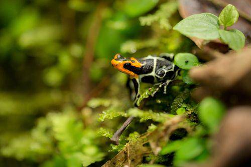 katak beracun kepala merah di antara vegetasi hutan yang jadi habitat alaminya (uk.inaturalist.org/Josh Allen)